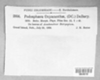 Podosphaera clandestina image